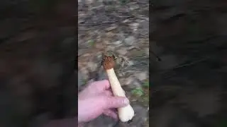 Сбор сморчков