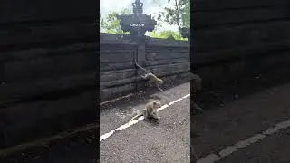 Кормим обезьянок на Бали
