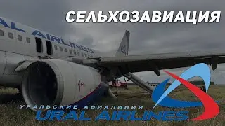 Посадка на пшеничное поле под Новосибирском. Рейс 1383, Сочи-Омск, Уральские авиалинии. Пшеница.