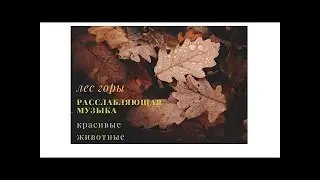 Вы Расслабитесь / Лучшая Музыка для Медитации и глубокого Сна. Леса и красивые Животные понравятся