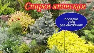 Спирея японская. ПОСАДКА.Уход.Размножение.