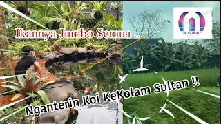 Mampir Ke Kolam Koi Sultan !! | Magnetv