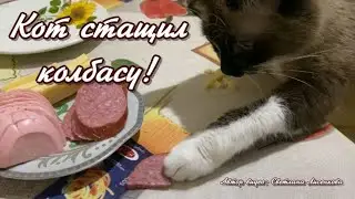 Кот стащил колбасу! Приколы с котами, смешные животные!