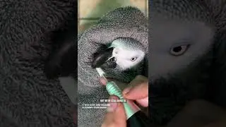 Complete beak transformation and spa day for an African grey parrot #beaktrim #petbirds #nailtrim