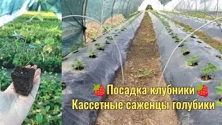 🍓Заканчиваем и посадку и продажу клубники🍓 Какие саженцы предлагаем на ОСЕНЬ 2024 🌱🌱🌱‼️