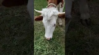 The calf curiously observing the world, ears twitching at new sounds😍😘🥰#shorts