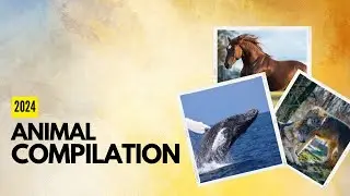 Animal Compilation 2024: Informative Talks!