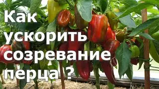 Сделай так,чтобы ускорить созревание перца