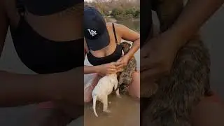 dando banho nos cachorrinhos do rabo pra frente