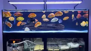 Most Beautiful Oscar Fish Aquarium | Best Colorful Oscar Cichlids Tank