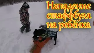 Драка Стаффбуля и ребёнка | ОПАСНО не ПОВТОРЯТЬ ДОМА!