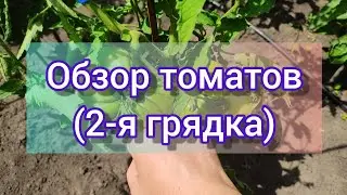 Обзор томатов в открытом грунте// 2-я грядка