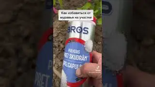 Как избавиться от муравьёв!
