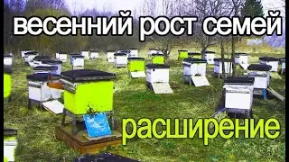 Spring development of bee colonies. Expansion of bees' nests in spring.