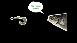 Хеви мормо,  или запуск воблы