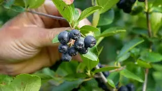 From Farm to You: Aronia Berries