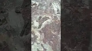 Зайка 