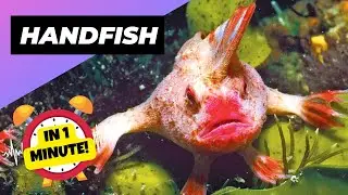 Handfish 🐠 The Quirky Walking Fish! | 1 Minute Animals