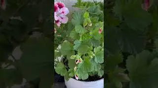 Пеларгония из магазина Леруа