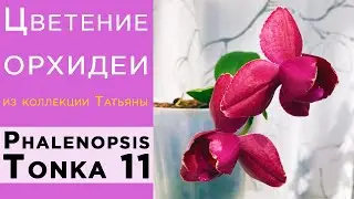 Пелор, пелорик Phal. Tonka 11. Цветение орхидеи Тонка 11 из коллекции Татьяны В. Большой  пелорик.