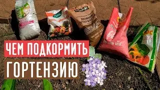 Минеральные удобрения для гортензии / Садовый гид