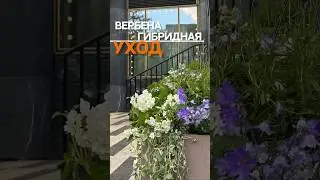 ВЕРБЕНА ГИБРИДНАЯ | УХОД ✂️🔝