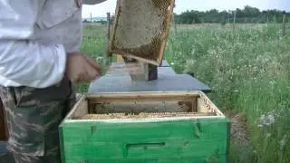 Забираю медовые рамки на откачку.