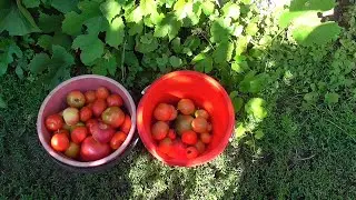 Огородные дела продолжаются! Город готовится к празднику//Привезли сено кроликам//