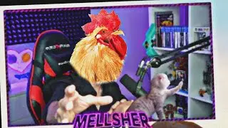 Типичный стрим мелшера🐔