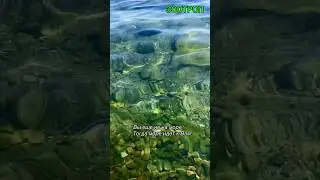 Одесса. Пляжи. Море. Чистейшая вода. Шум прибоя. Позитив. Украина. Чайки. Лето 2024. #зоотроп