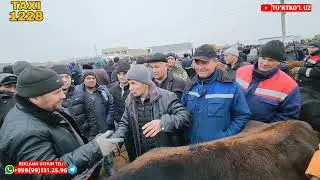 7 января 2024 г. ТУРТКУЛЬ МОЛ БОЗОР НАРХЛАРИ