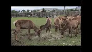 Katon-Karagay Biosphere Reserve | Биосферный резерват Катон-Карагай