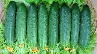 Самые вкусные огурчики  Выбираем салатные сорта!