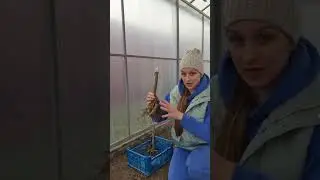 Как хранить георгины зимой🌿