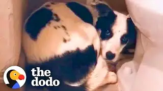 Rescue Dog Hides In The Bathroom For 12 Days | The Dodo