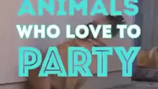 Laga sex.in animals.