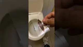 OMG! Roach Prank in Public! - orzutiextra funny TikTok ! 