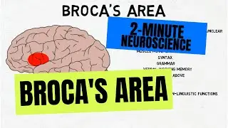 2-Minute Neuroscience: Brocas Area