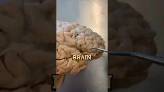 🧠brain is very interesting organ test it now🧠 #facts #shorts #viral