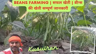 Beans farming | सफल खेती | बीन्स की खेती सम्पूर्ण जानकारी