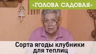 Голова садовая - Сорта ягоды клубники для теплиц