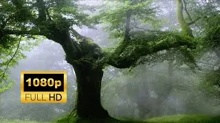 Forest | Nature | Waterfalls | Free HD Videos - No Copyright footage