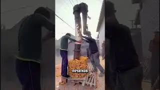 🤯ТАК В БРАЗИЛИИ УБИРАЮТ КУКУРУЗУ