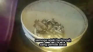 panen ikan cumi dan udang episode 3