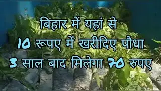 10 रु में लीजिए पौधा,3 साल बाद मिलेगा 70 रुपए,हरियाली लानेवाले Bihar Govt के इस धाकड़ स्कीम को जानें