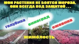 Как зимует голубика и другие ягодные культуры зимой в средней полосе и как защитить их от мороза