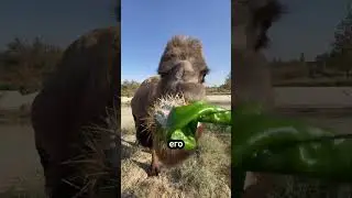 Верблюды и Кактусы: Искусство Поедания Колючих Растений 🐫🌵 #животные