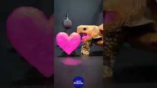 ASMR Mukbang Eating Pink Heart 🩷 Turtle Tortoise