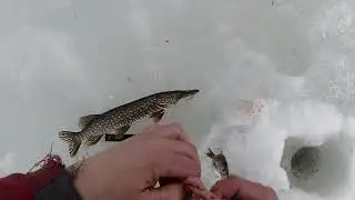 ЛУЧШАЯ РЫБАЛКА СЕЗОНА! ЩУКИ В КАЖДОЙ ЛУНКЕ! ОТ ЧЕГО ХЕЙТЕРЫ БУДУТ ПЛАКАТЬ!? (часть 2)