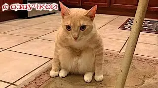 Приколы с котами! СМЕШНЫЕ КОТЫ! С озвучкой! СМЕШНЫЕ ЖИВОТНЫЕ! Я РЖАЛ ЧАС!!